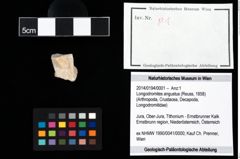 Foto (Objekt + Etikett) von Longodromites angustus (Reuss, 1858)  (NHMW-GEO-2014-0194-0001)